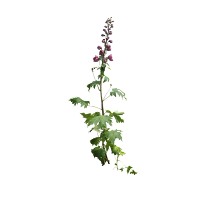现代2d花草植物组件免费su模型(1)
