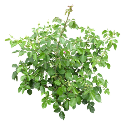 现代2d花草植物组件免费su模型(1)