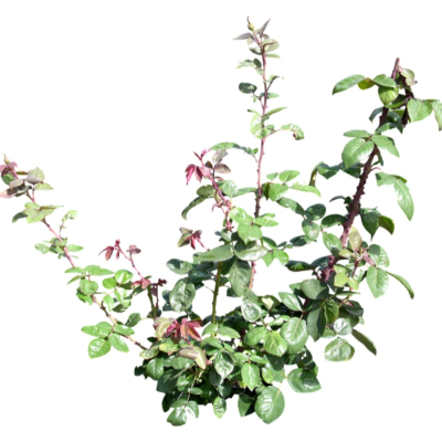 现代2d花草植物组件免费su模型(1)