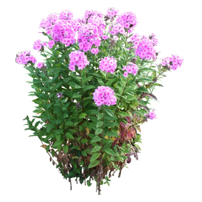 现代2d花草植物组件免费su模型(1)