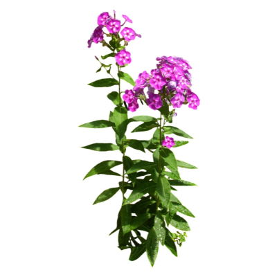 现代2d花草植物组件免费su模型(1)