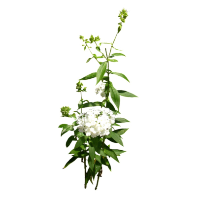 现代2d花草植物组件免费su模型(1)