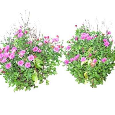现代2d花草植物组件免费su模型(1)