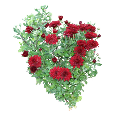 现代2d花草植物组件免费su模型(1)