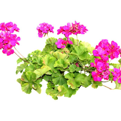 现代2d花草植物组件免费su模型(1)