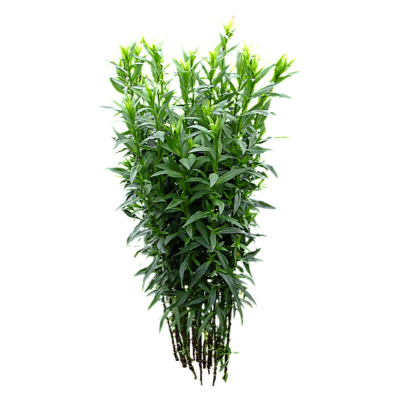 现代2d花草植物组件免费su模型(1)