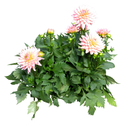 现代2d花草植物组件免费su模型(1)