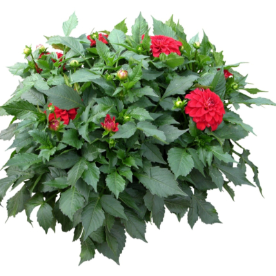 现代2d花草植物组件免费su模型(1)