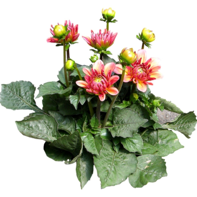 现代2d花草植物组件免费su模型(1)