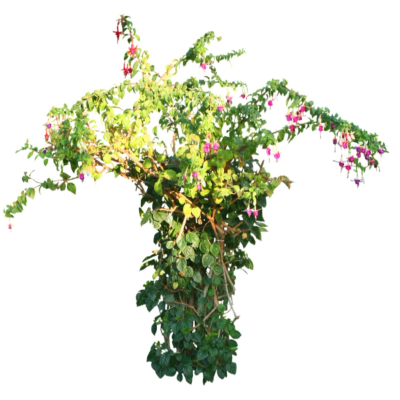 现代2d花草植物组件免费su模型(1)
