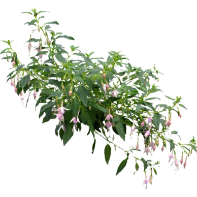 现代2d花草植物组件免费su模型(1)