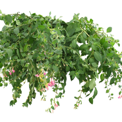 现代2d花草植物组件免费su模型(1)