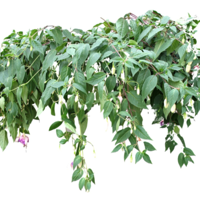 现代2d花草植物组件免费su模型(1)