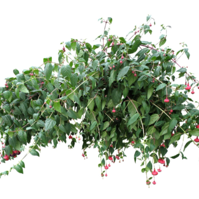 现代2d花草植物组件免费su模型(1)