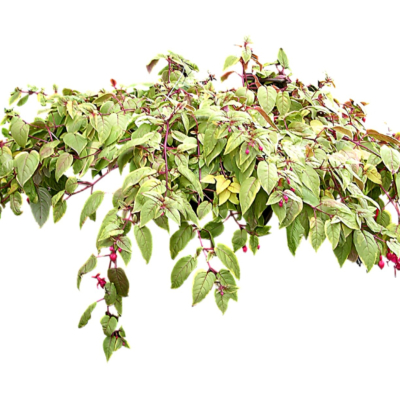 现代2d花草植物组件免费su模型(1)