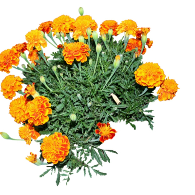 现代2d花草植物组件免费su模型(1)