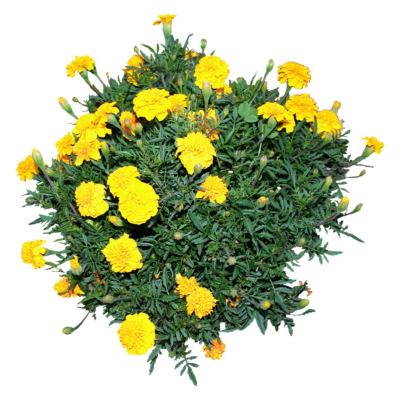 现代2d花草植物组件免费su模型(1)