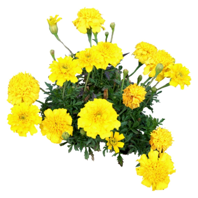 现代2d花草植物组件免费su模型(1)