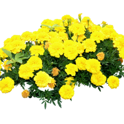 现代2d花草植物组件免费su模型(1)
