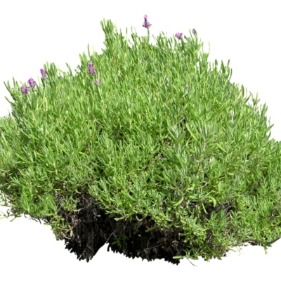 现代2d花草植物组件免费su模型(1)