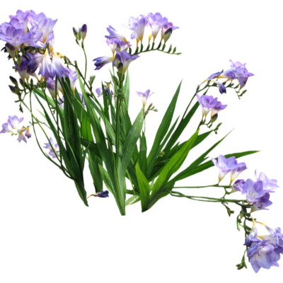 现代2d花草植物组件免费su模型(1)