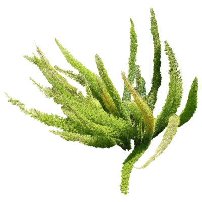 现代2d花草植物组件免费su模型(1)