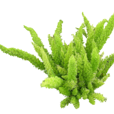 现代2d花草植物组件免费su模型(1)