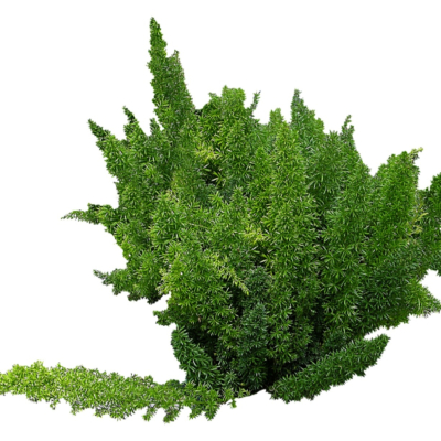现代2d花草植物组件免费su模型(1)