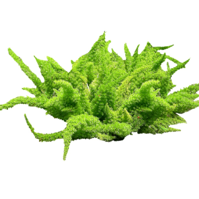 现代2d花草植物组件免费su模型(1)