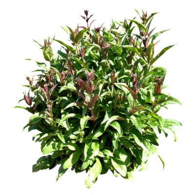 现代2d花草植物组件免费su模型(1)