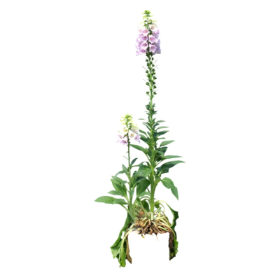 现代2d花草植物组件免费su模型(1)