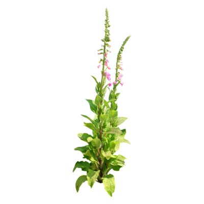 现代2d花草植物组件免费su模型(1)