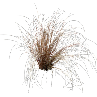现代2d花草植物组件免费su模型(1)