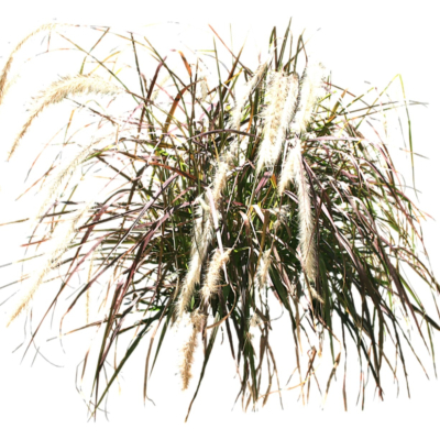现代2d花草植物组件免费su模型(1)