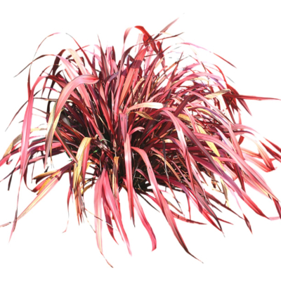 现代2d花草植物组件免费su模型(1)