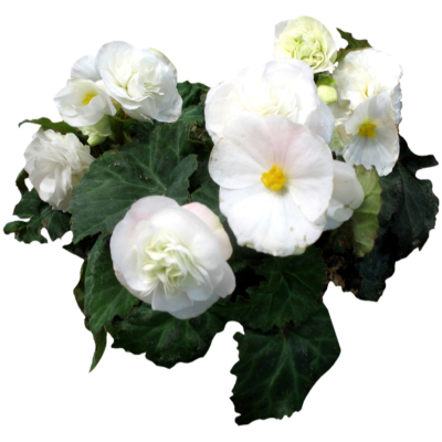 现代2d花草植物组件免费su模型(1)