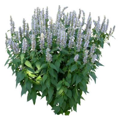 现代2d花草植物组件免费su模型(1)