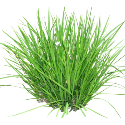 现代2d花草植物组件免费su模型(1)