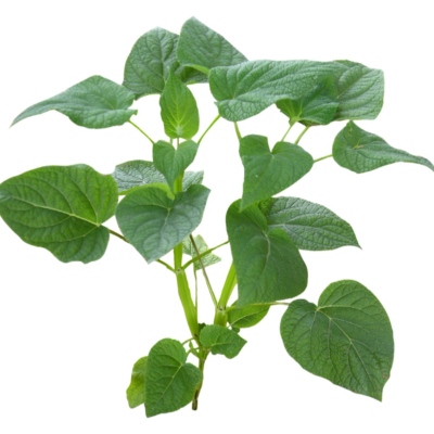 现代2d花草植物组件免费su模型(1)