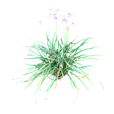现代2d花草植物组件免费su模型(1)