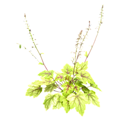 现代2d花草植物组件免费su模型(1)