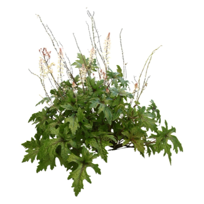 现代2d花草植物组件免费su模型(1)