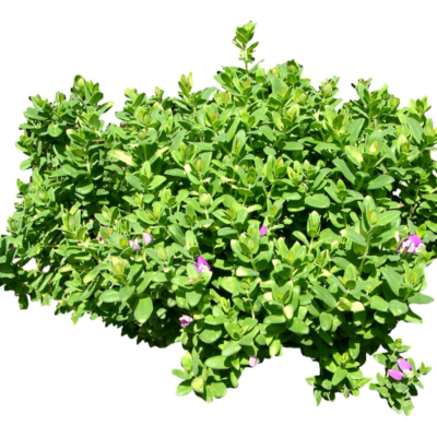 现代2d花草植物组件免费su模型(1)