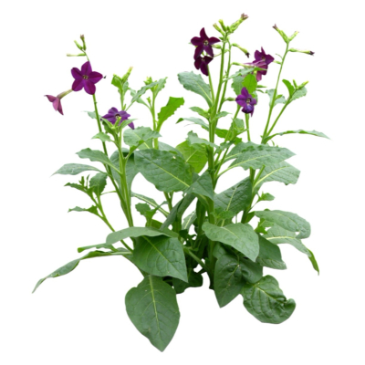现代2d花草植物组件免费su模型(1)
