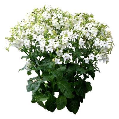 现代2d花草植物组件免费su模型(1)