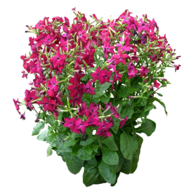 现代2d花草植物组件免费su模型(1)