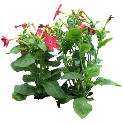 现代2d花草植物组件免费su模型(1)