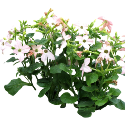 现代2d花草植物组件免费su模型(1)