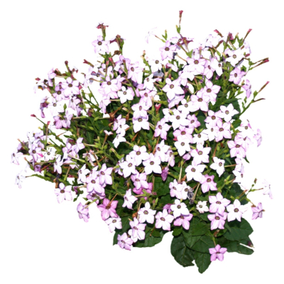 现代2d花草植物组件免费su模型(1)