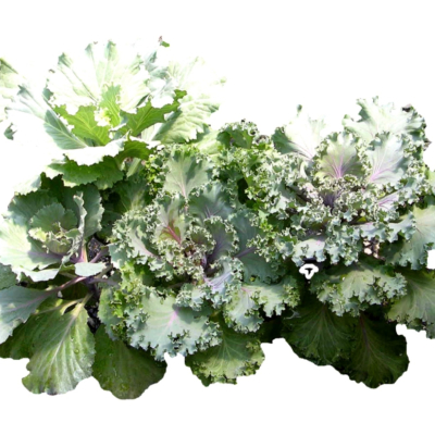 现代2d花草植物组件免费su模型(1)